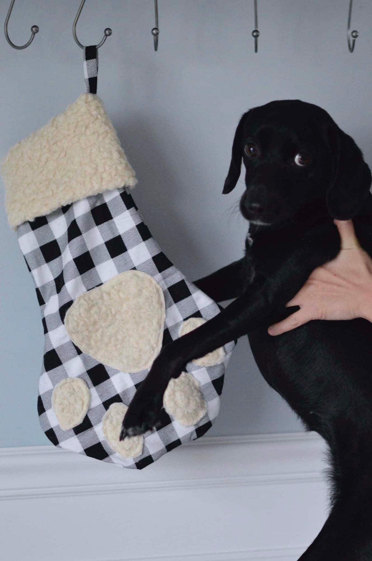 Free Paw-Fect Stocking