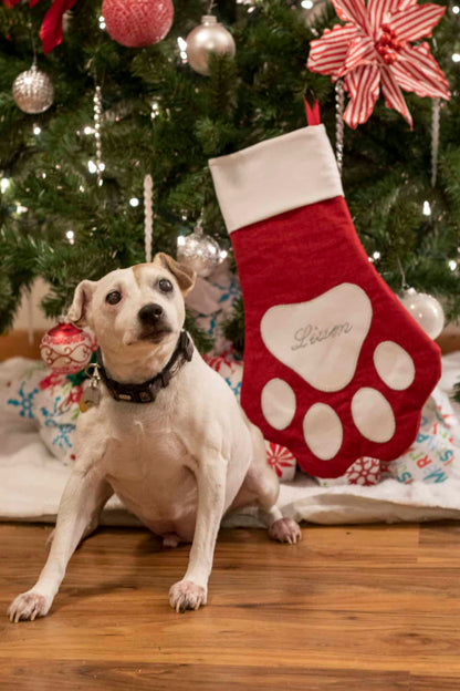 Free Paw-Fect Stocking